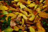Fallen tree leaves, mostly yellow