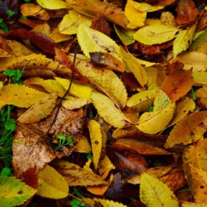 Fallen tree leaves, mostly yellow