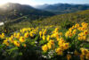 Arrow-leaf balsamroot flowers in the mountains