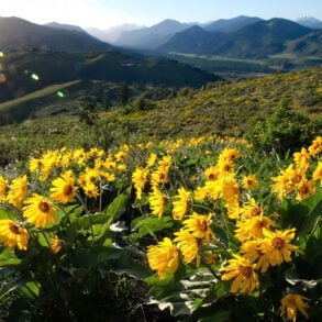 Arrow-leaf balsamroot flowers in the mountains
