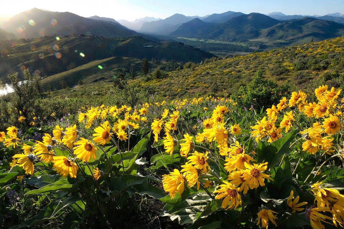 Arrow-leaf balsamroot flowers in the mountains
