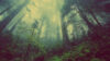 Foggy Pacific Northwest forest