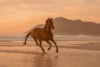 Horse galloping on the beach
