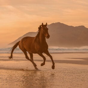 Horse galloping on the beach