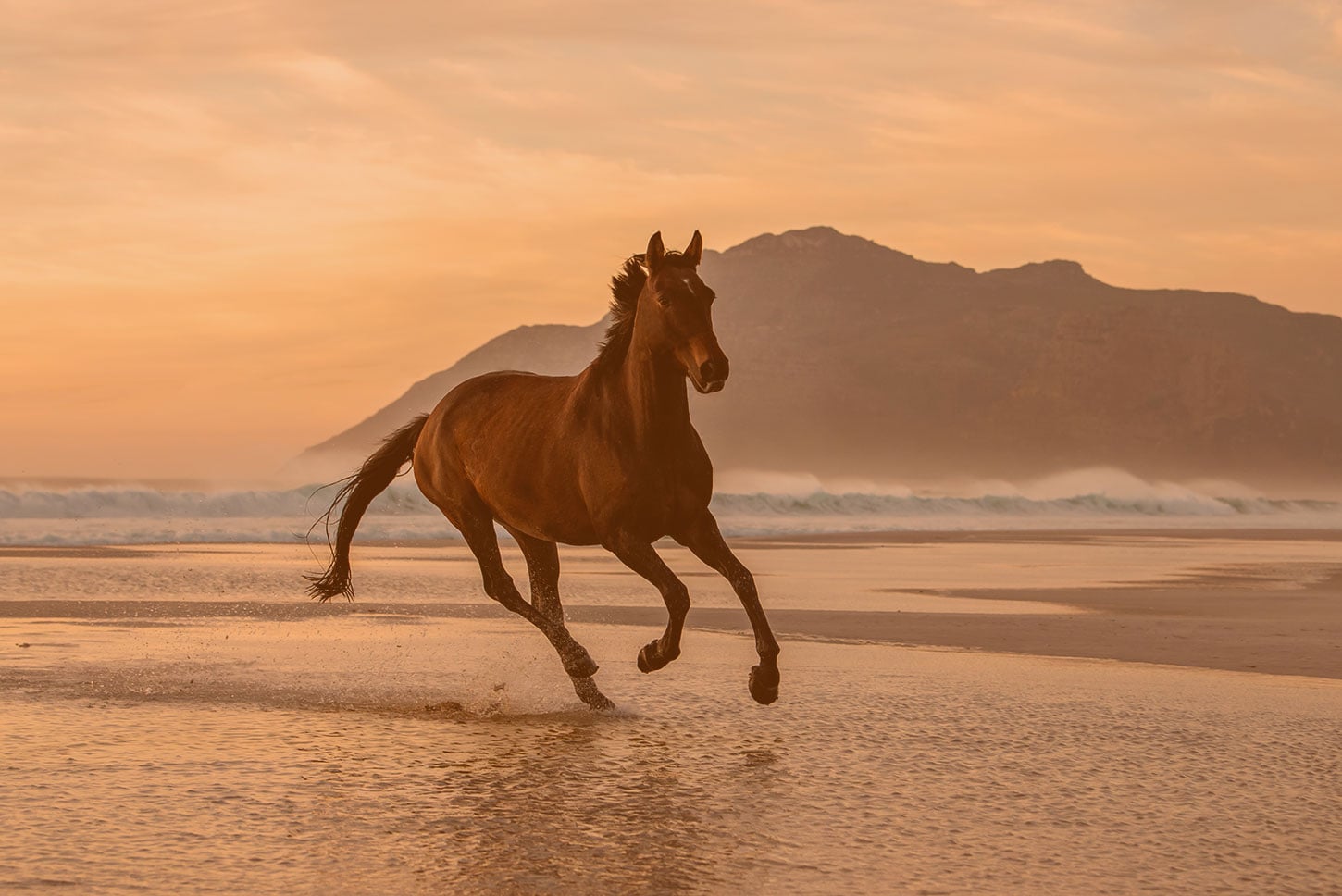 Horse galloping on the beach