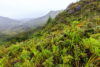 Madagascar rainforest and mountains