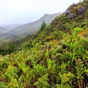 Madagascar rainforest and mountains