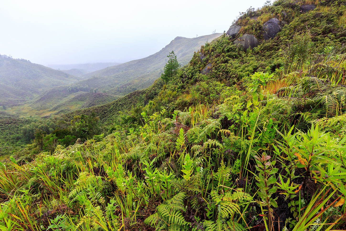 Madagascar rainforest and mountains