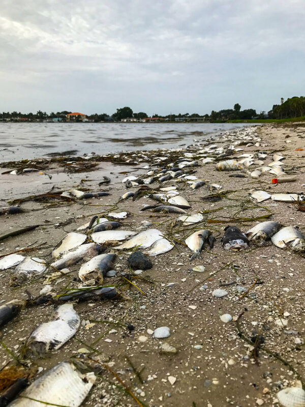 Hundreds of dead fish washed up in St. Petersburg
