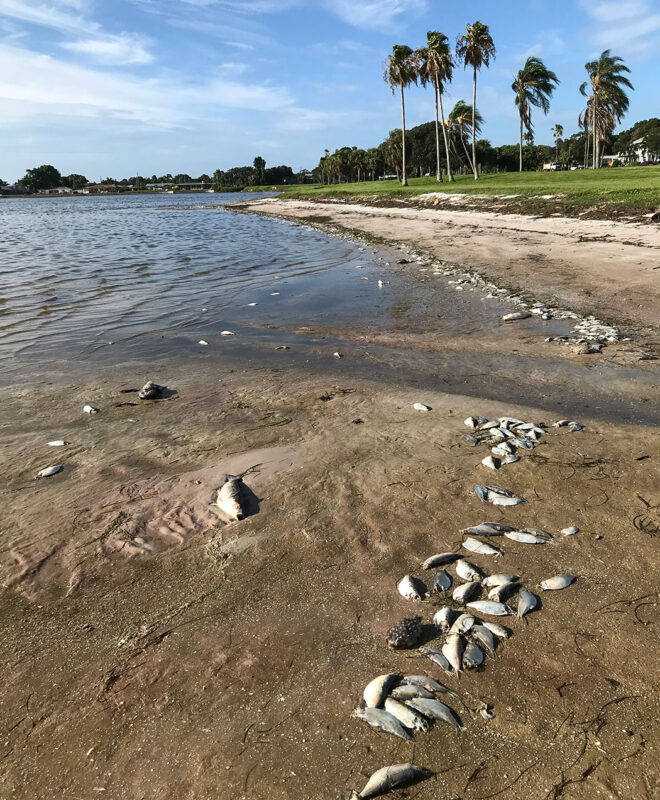 Dead fish washed ashore from red tide