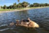 Dead Goliath grouper floating in Tampa Bay