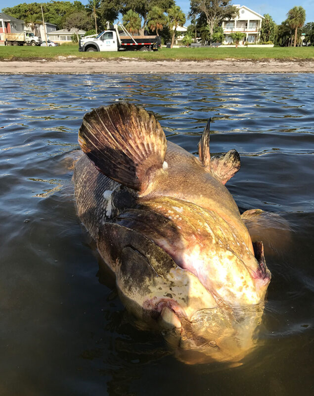 Goliath grouper floating in Tampa Bay