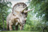 Triceratops
