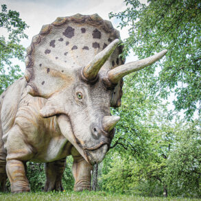 Triceratops