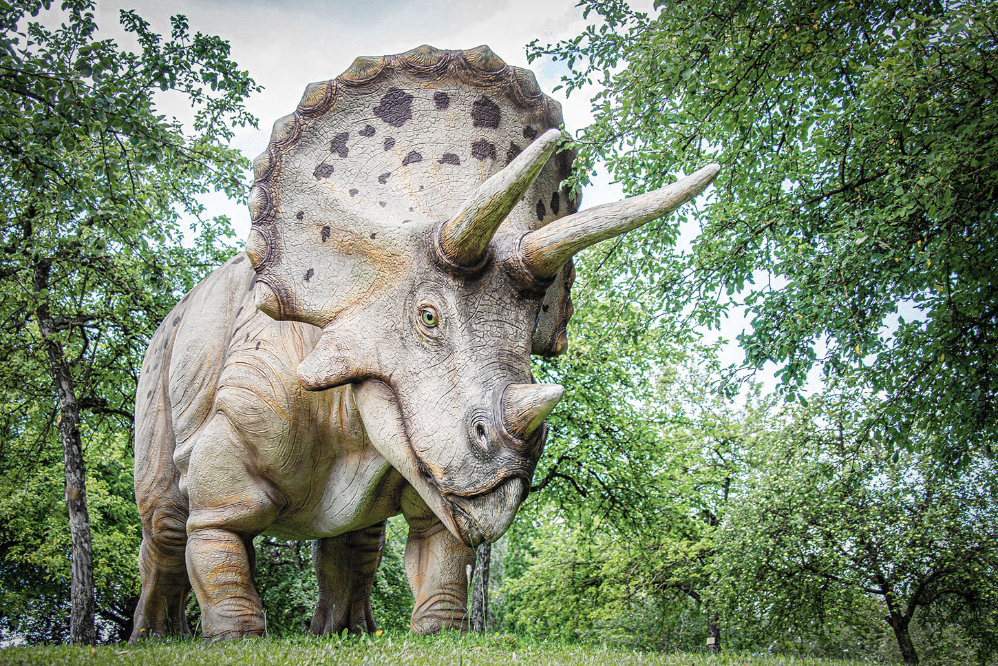 Triceratops