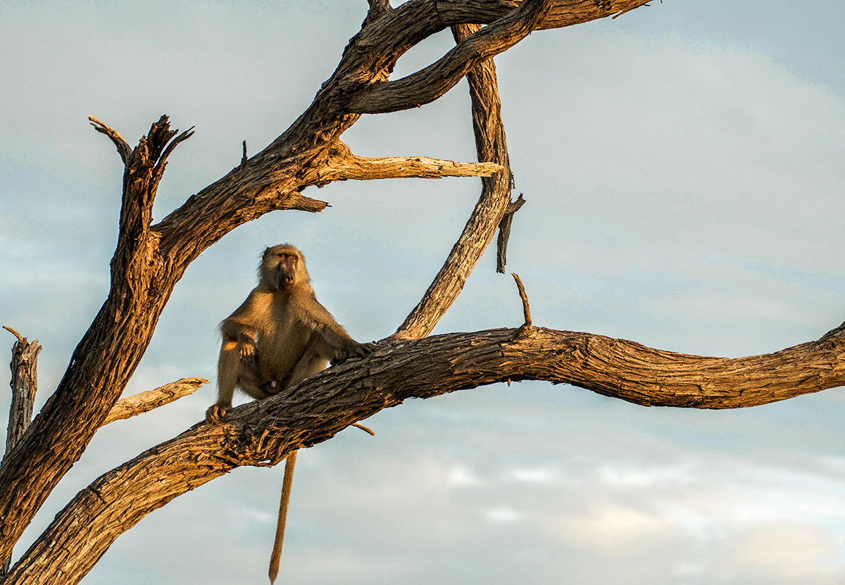 baboon in tree