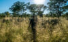 In the tall grass