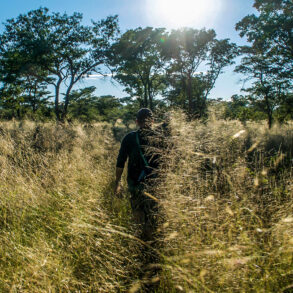 In the tall grass