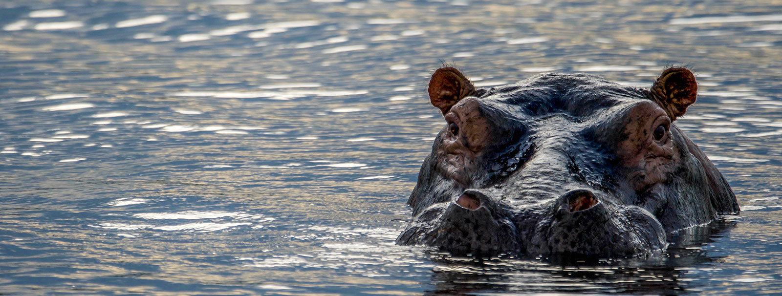 Hippo head in water