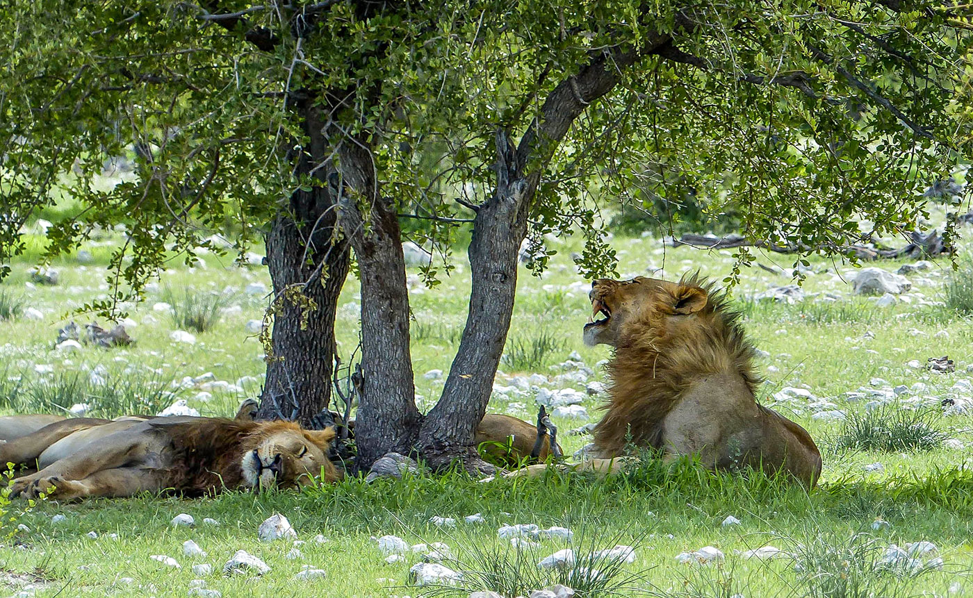 Lions in the shade of the tree