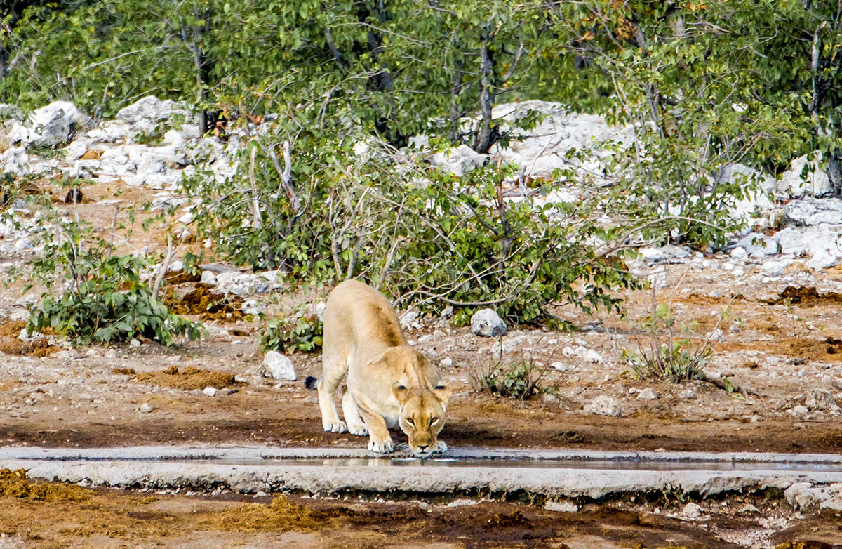 Solitary lion in Etosha National Park.