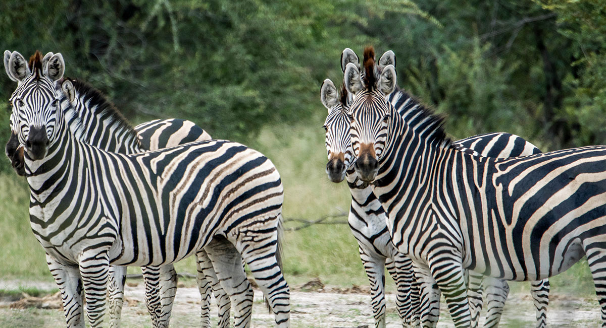 Zebra