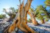 Bristlecone pines