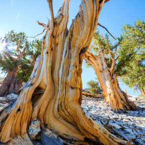 Bristlecone pines