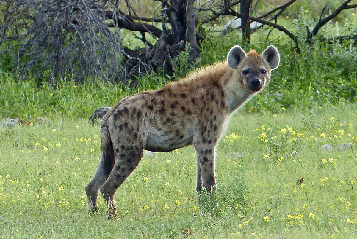 Hyena