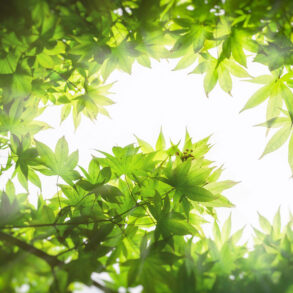 Maple leaves, backlit.