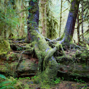 Nurse log in overgrown forest