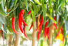 Red and green peppers in afternoon light