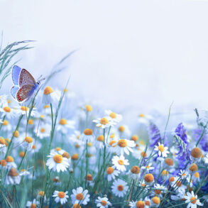 Blue butterfly among purple and white flowers in a foggy field