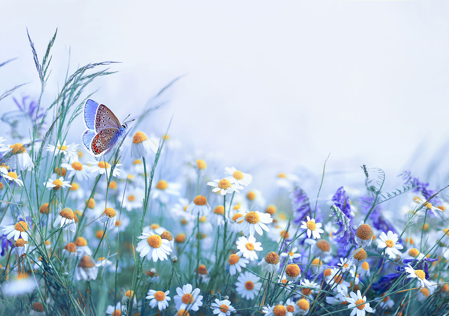 Blue butterfly among purple and white flowers in a foggy field