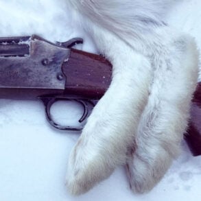 Snowshoe hare feet over rifle on snow