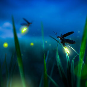 Lightning bugs