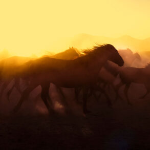 Mustangs at sunset