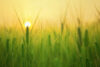 Sunrise over wheat