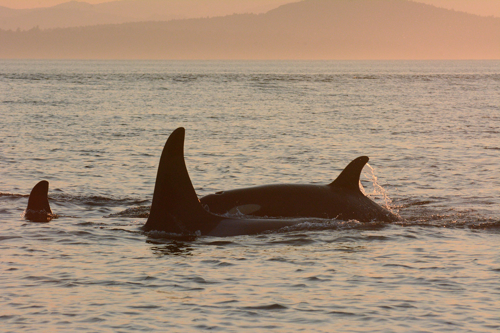 Orcas