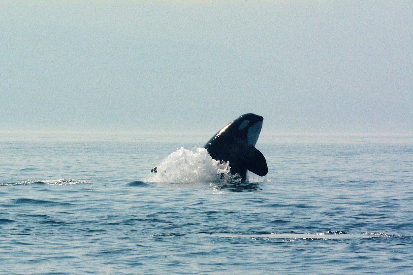 Tsuchi the orca
