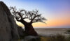Solitary baobab silhouetted against beach at twilight