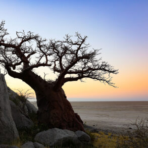 Solitary baobab silhouetted against beach at twilight