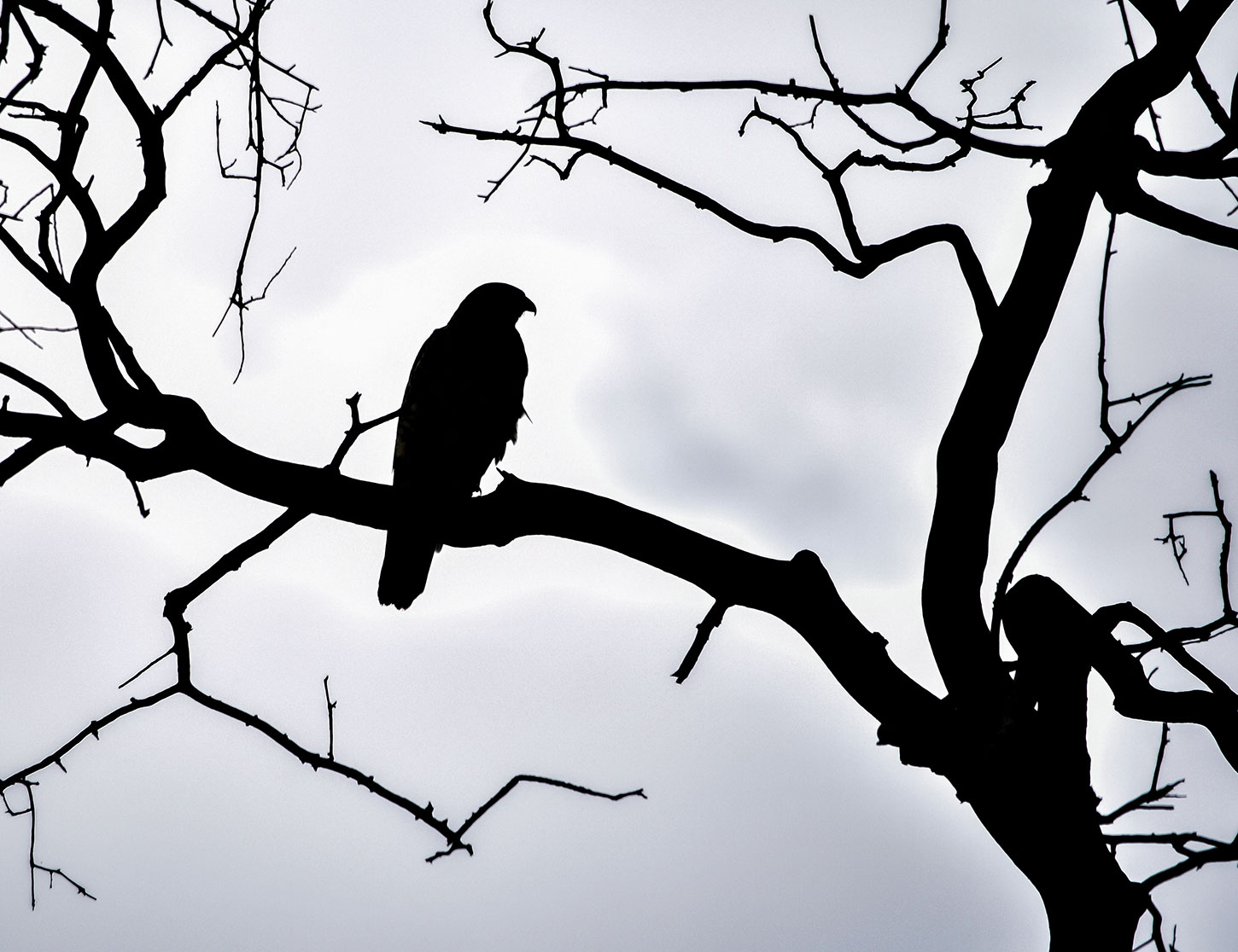 Silhouette of hawk in tree