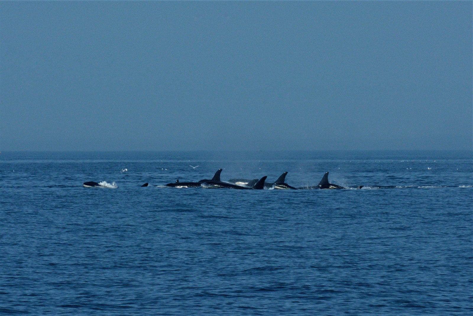 J-Pod resting line