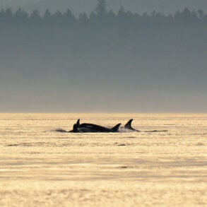 Orcas in sunlit water