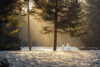 Snowmen in forest with afternoon light