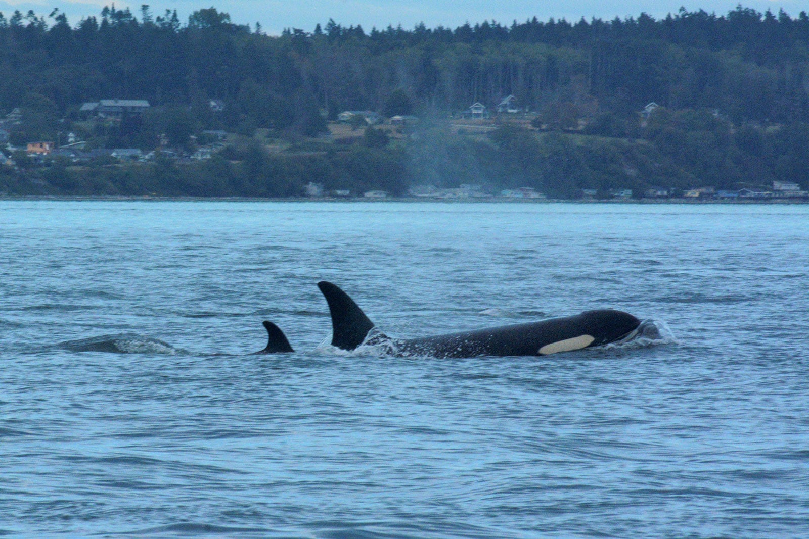 Orcas