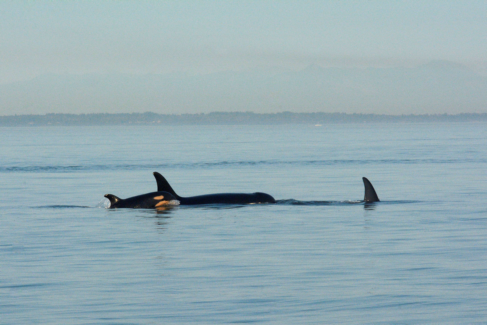Orcas