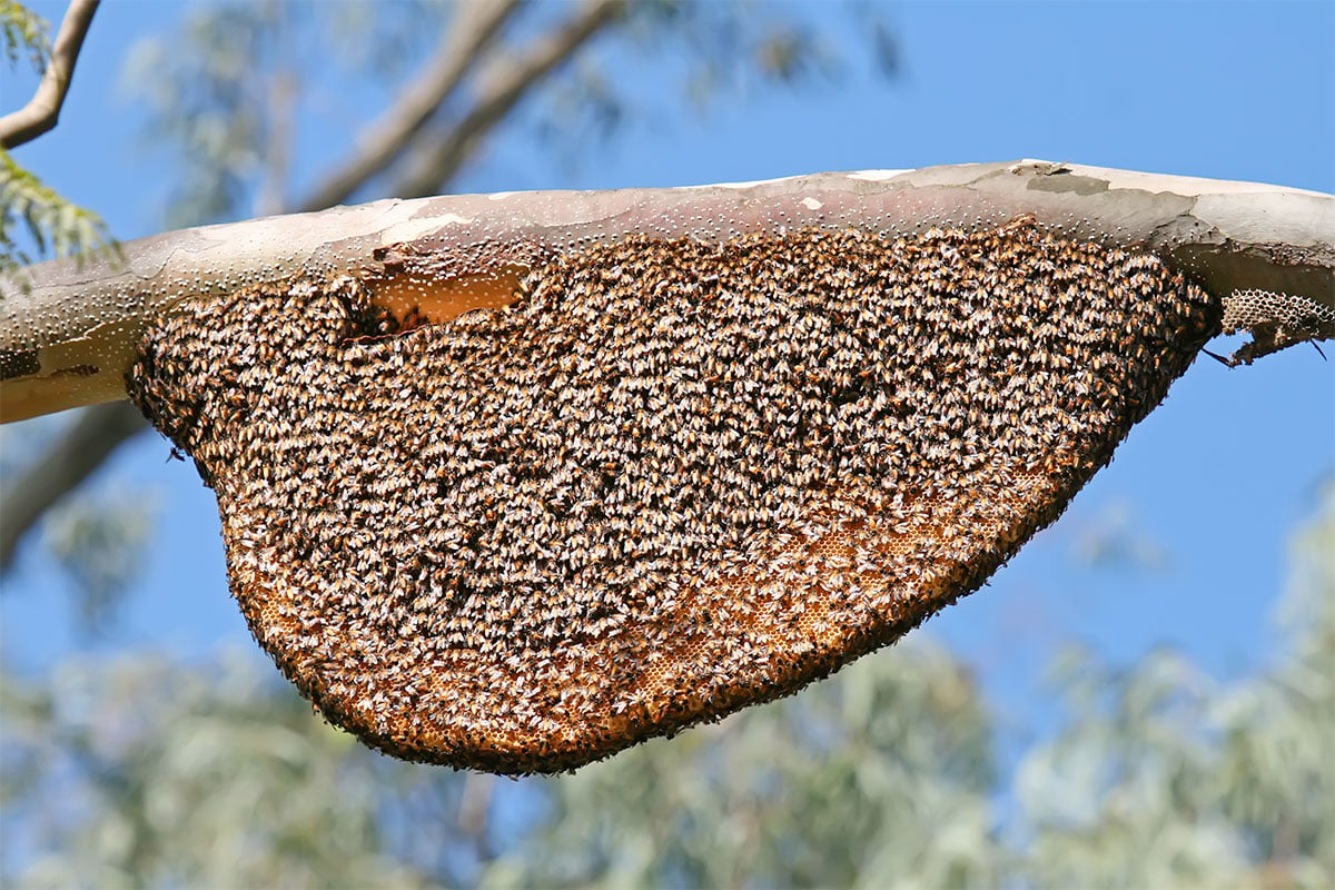 Apis dorsata honeycomb