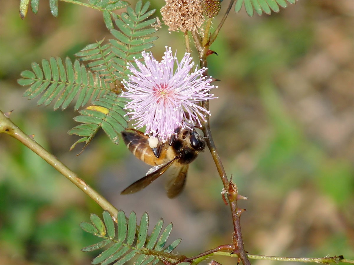 Apis dorsata on flower